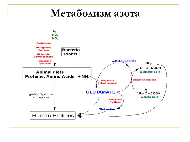 Метаболизм азота